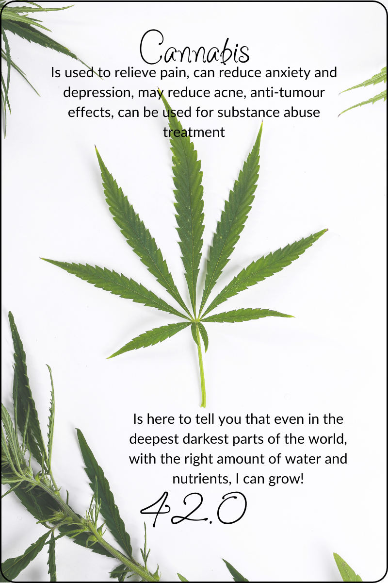 Cannabis